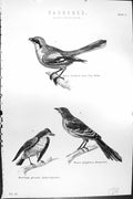 Old Passeres Birds Great Grey Shrike Flycatcher Mocking-Bird Mackenzi