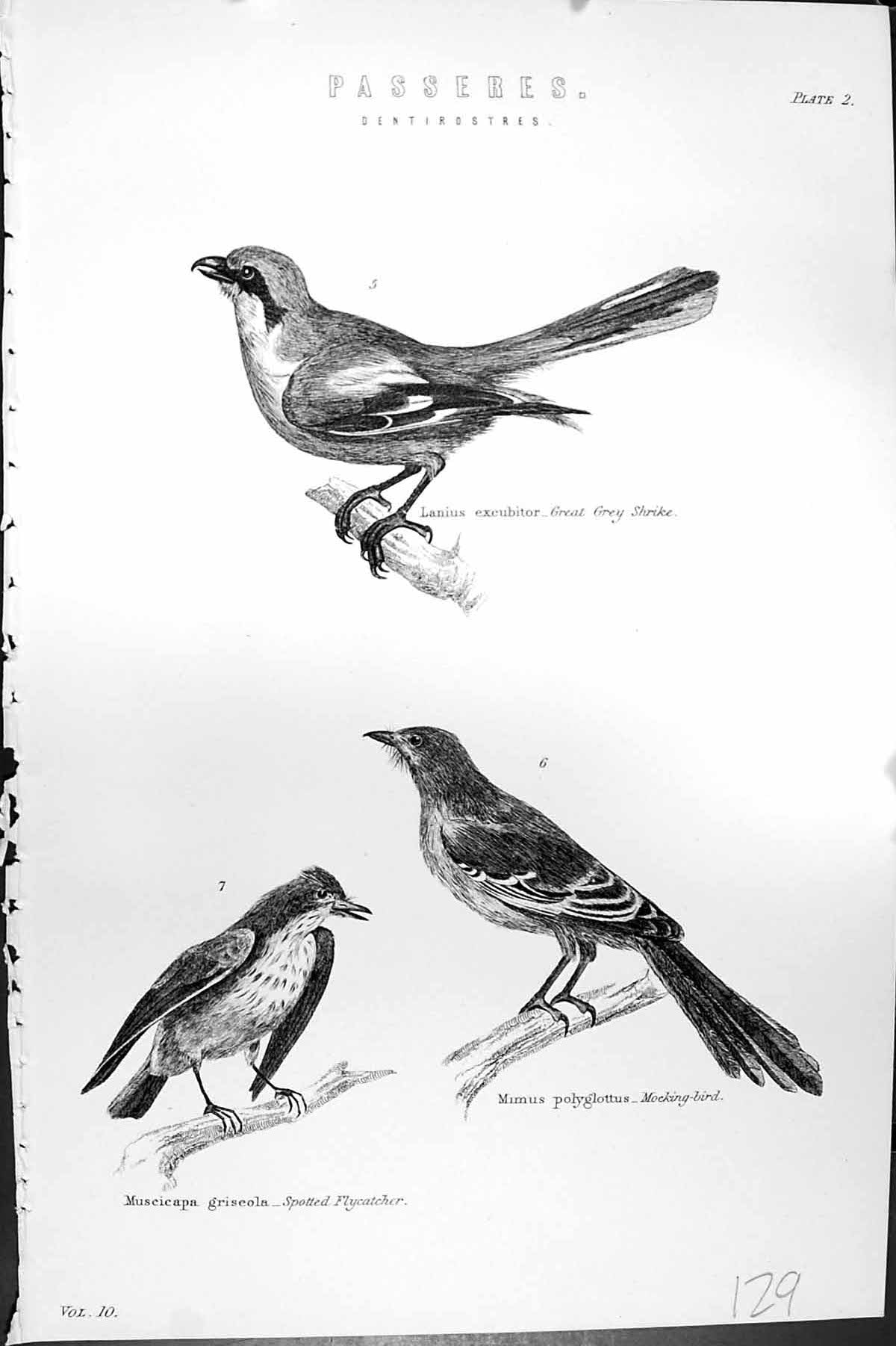 Old Passeres Birds Great Grey Shrike Flycatcher Mocking-Bird Mackenzi