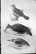 Old Pigi Birds Wryneck Great Black Three-Toed Woodpecker Mackenzie C1