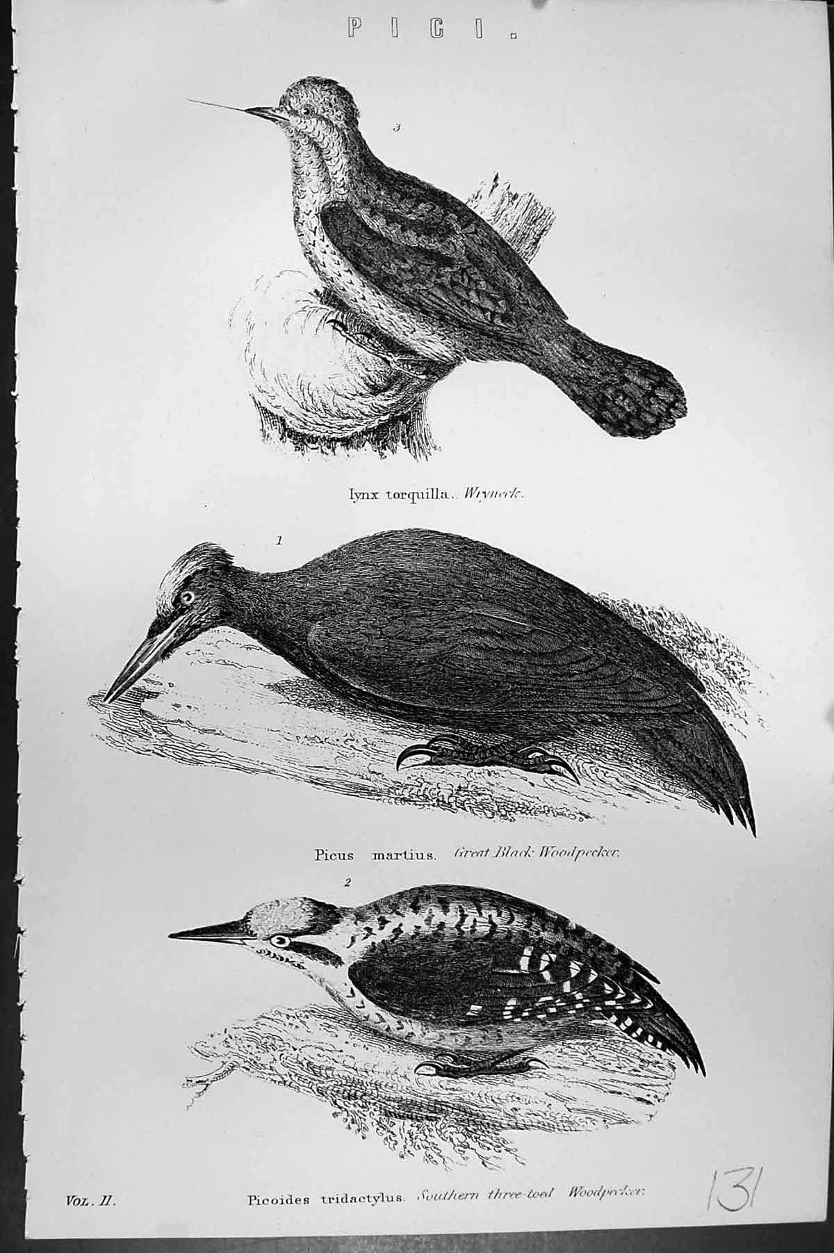 Old Pigi Birds Wryneck Great Black Woodpecker Threee-Toes Lynx C1880 Victorian