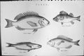 Old Mackenzie C1880 Science Perch Vulgaris Dentex Smaris Perca Fluvia Victorian