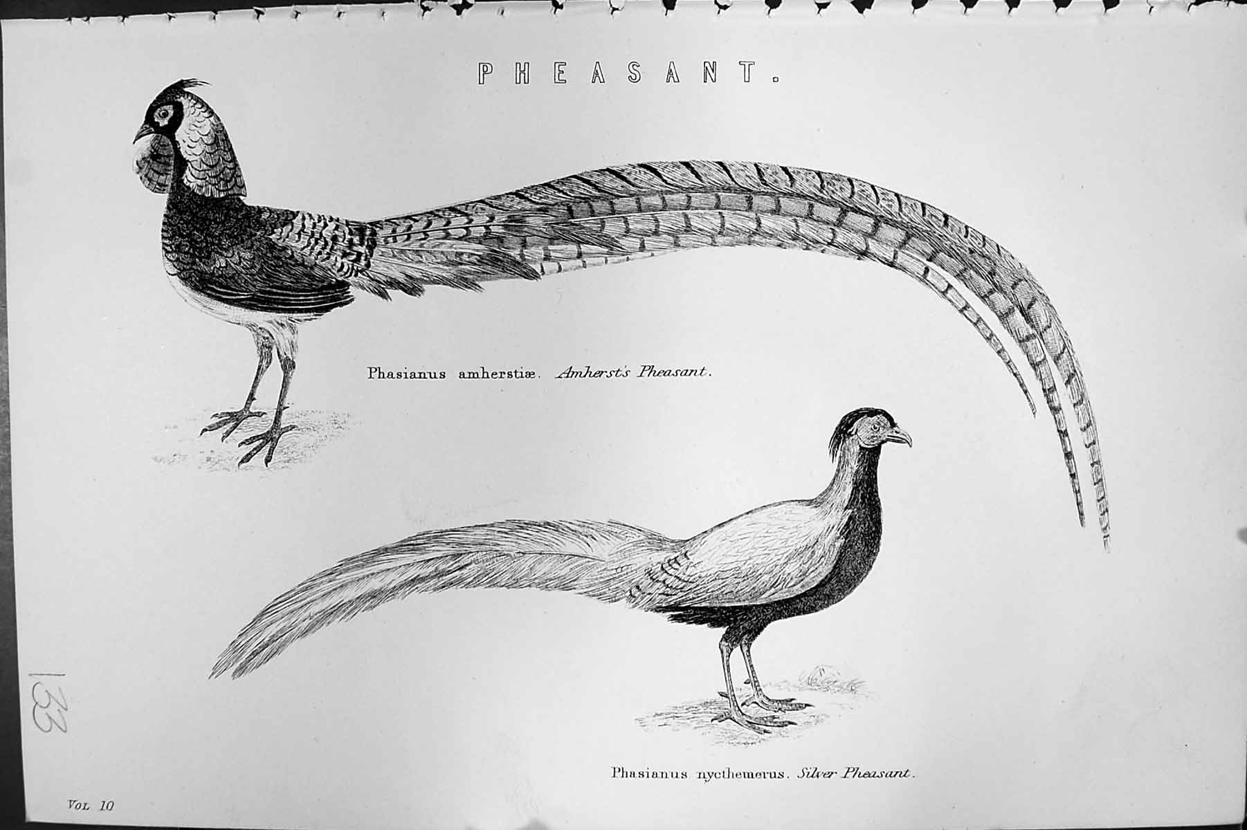 Old Pheasant Birds Amherst Silver Phasianus Nycthemerus Mackenzie C18 19th