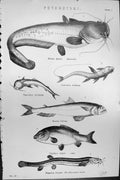 Old Sheat Fish Cyclopum Cirrhosa Saurus Carpio Loach Physostomi C1880 Victorian