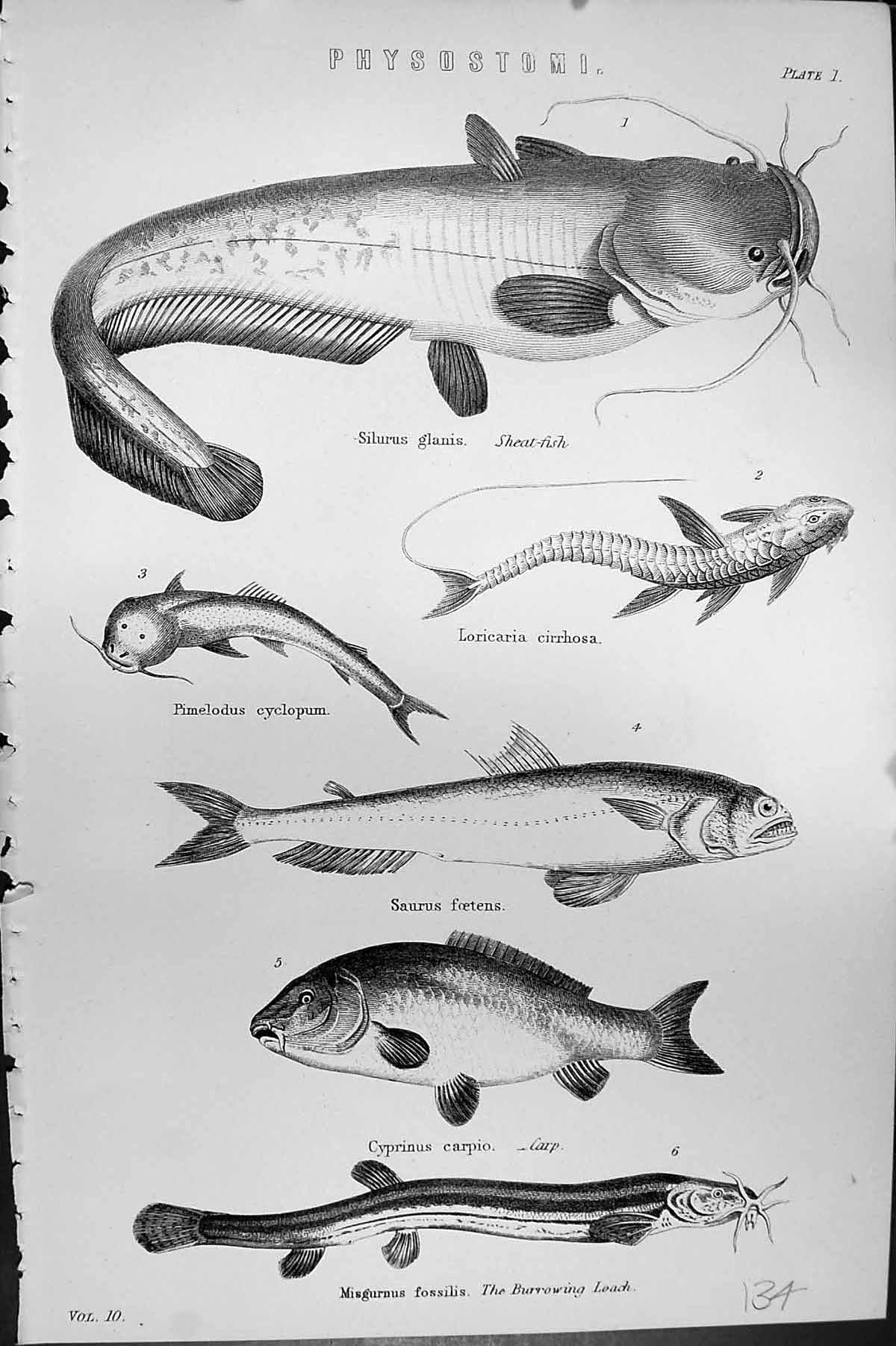 Old Sheat Fish Cyclopum Cirrhosa Saurus Carpio Loach Physostomi C1880 Victorian