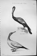 Old Pelecanidae White Gannet Birds Vaillants Darter Mackenzie C1880 S Victorian