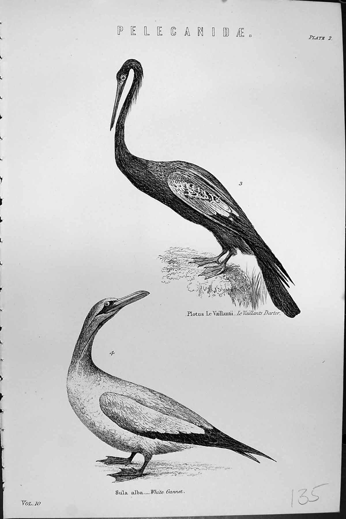 Old Pelecanidae White Gannet Birds Vaillants Darter Mackenzie C1880 S Victorian