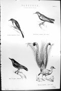 Old Passeres Creeper Wall Birds Nuthatch Lyre Europaea Mackenzie C188 Victorian