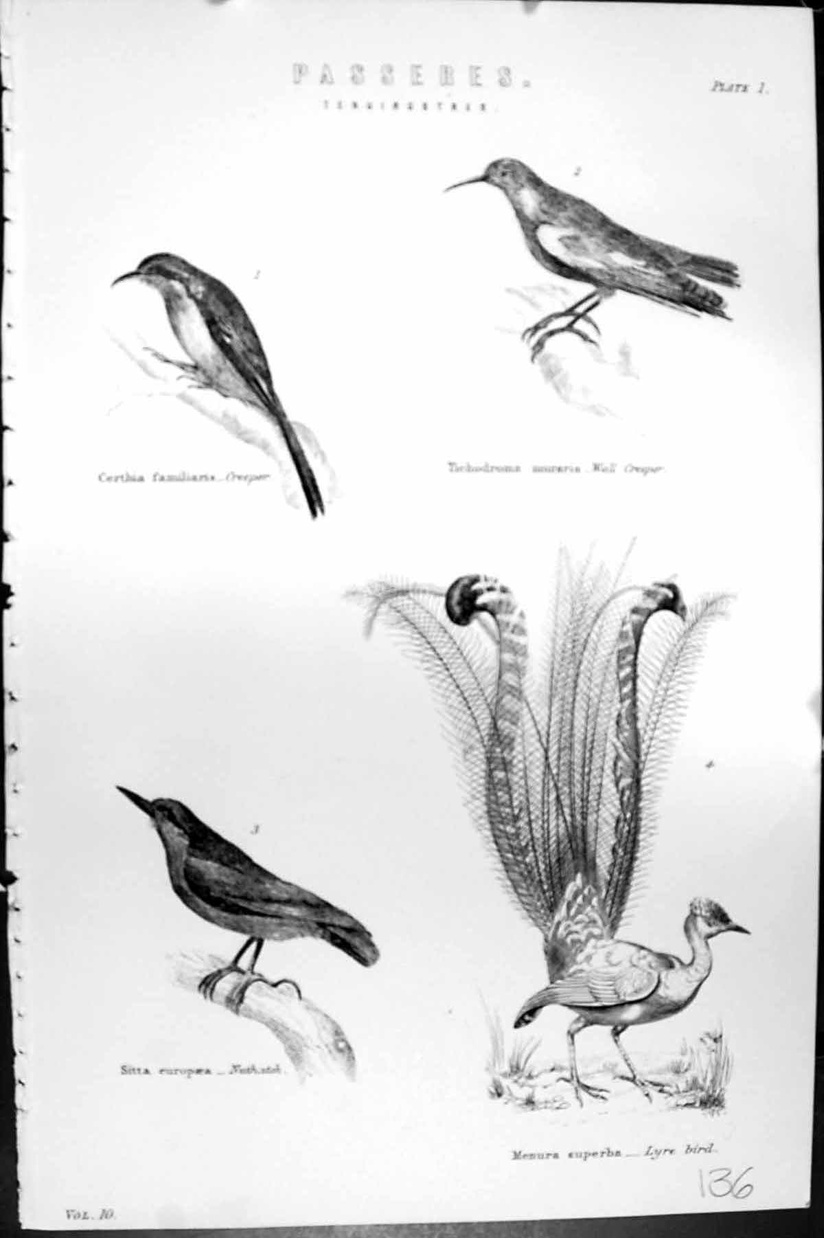 Old Passeres Creeper Wall Birds Nuthatch Lyre Europaea Mackenzie C188 Victorian