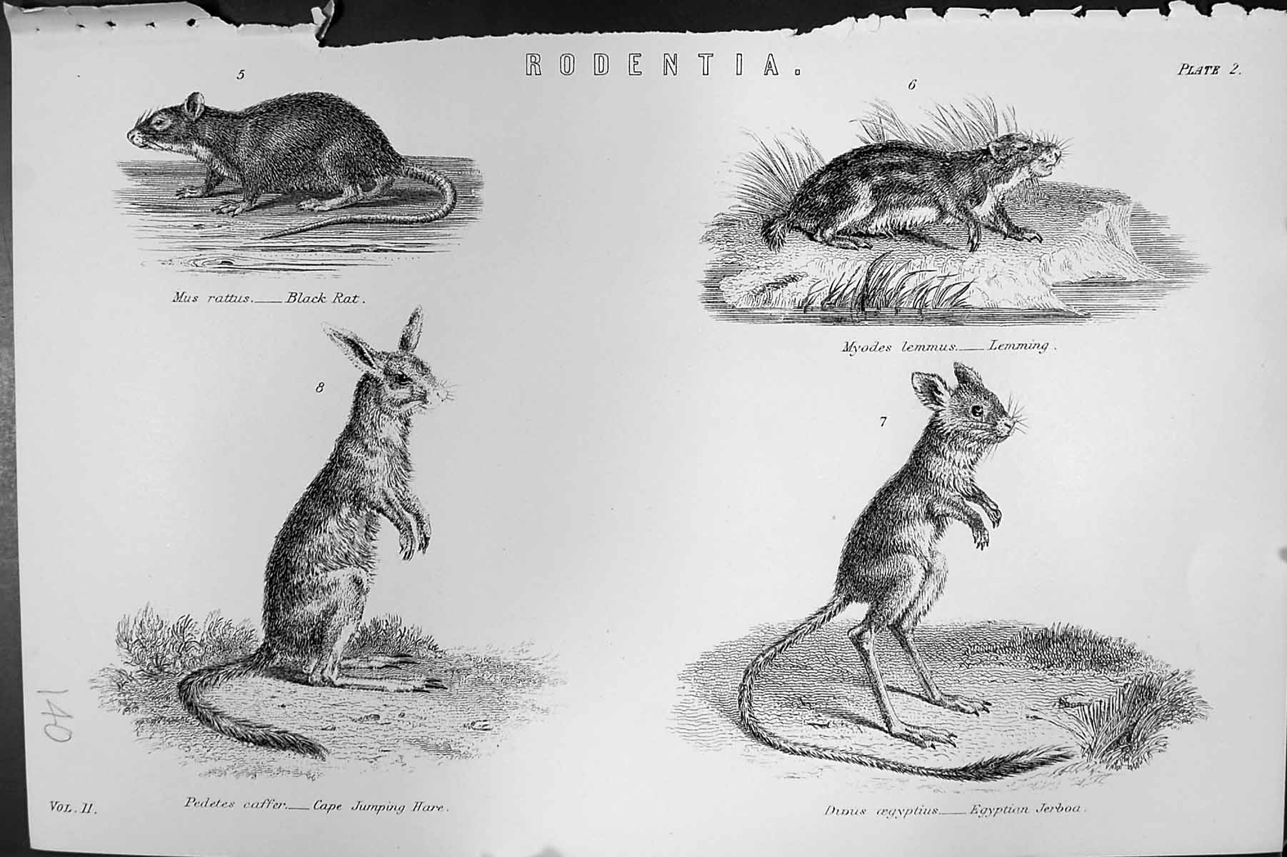Old Rodentia Black Rat Lemming Cape Jumping Hare Jerboa Mackenzie C18 19th