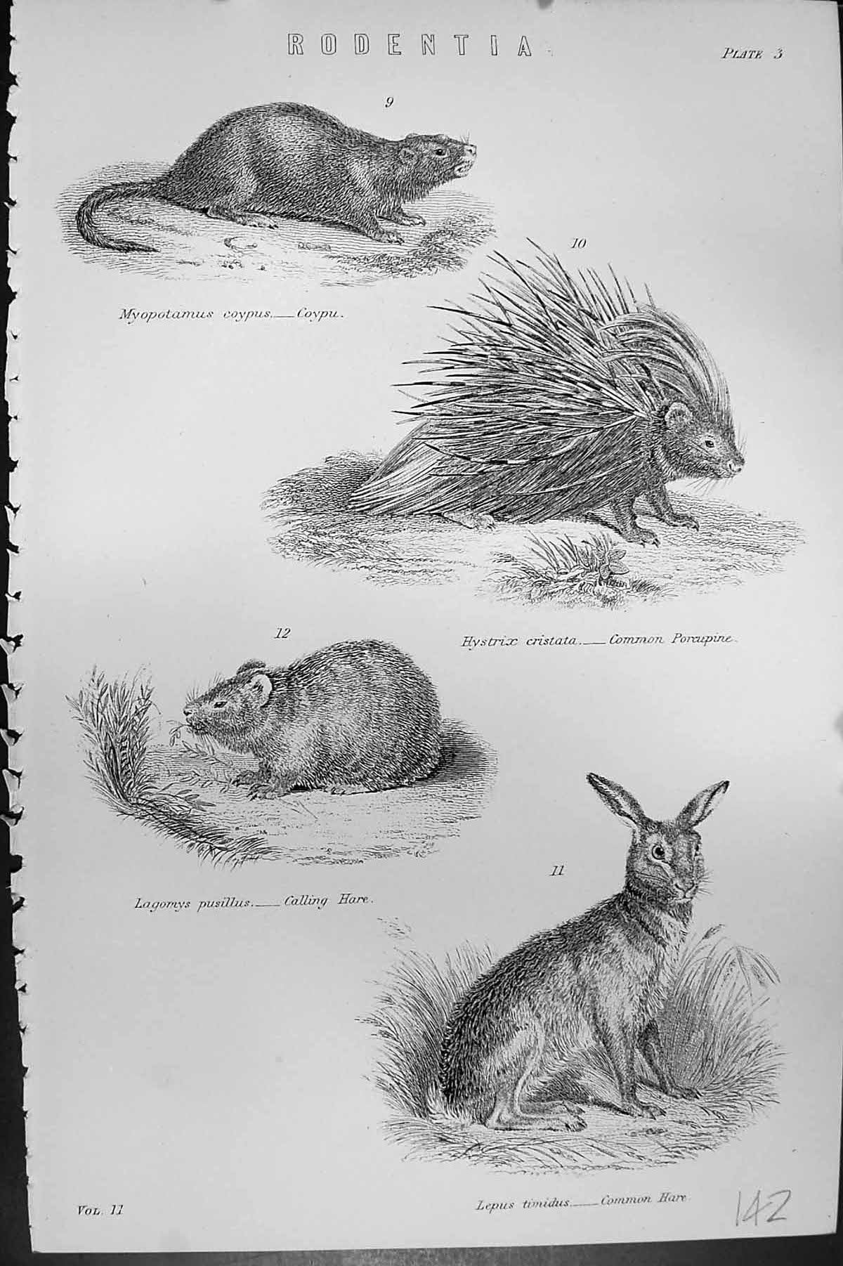 Old Rodentia Coypu Common Porcupine Calling Common Hare Mackenzie C18 19th