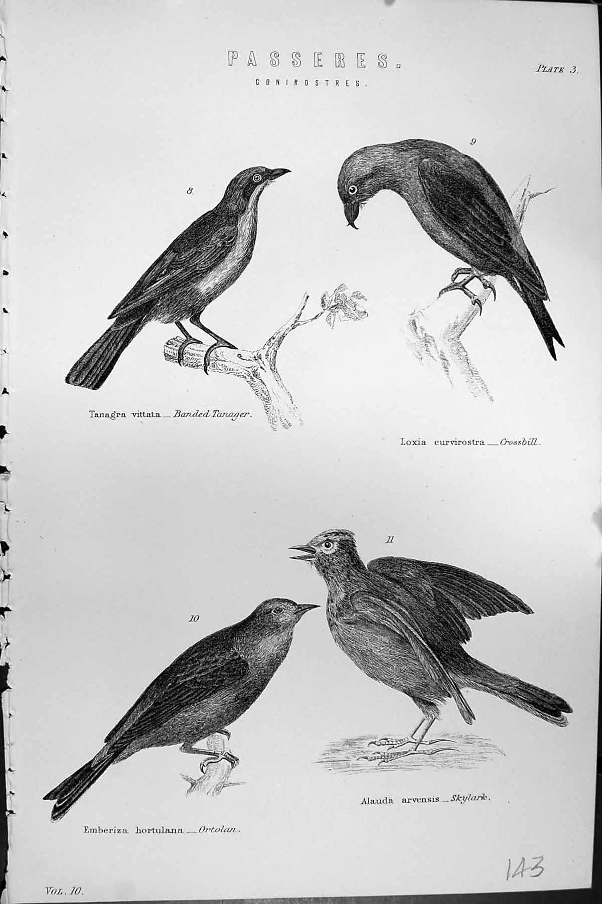Old Passeres Banded Tanager Crossbill Birds Ortolan Skylark Mackenzie