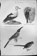 Old Birds Egyptian Vulture House Martin Jacamar Titmouse Mackenzie C1