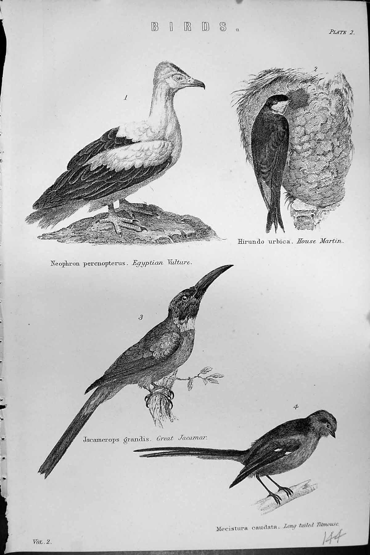 Old Birds Egyptian Vulture House Martin Jacamar Titmouse Mackenzie C1