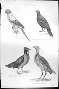 Old Birds Yellow Parrakeet Fruit Pigeon Pheasant Bustard Mackenzie C1