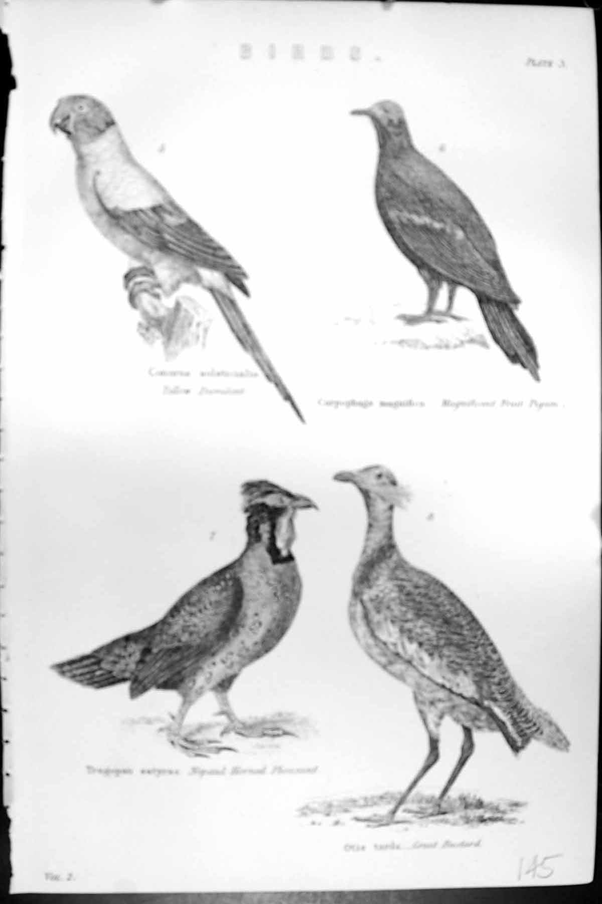 Old Birds Yellow Parrakeet Fruit Pigeon Pheasant Bustard Mackenzie C1