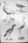 Old Mackenzie C1880 Science Birds Great Egret Thick-Knee Cariama Red Victorian