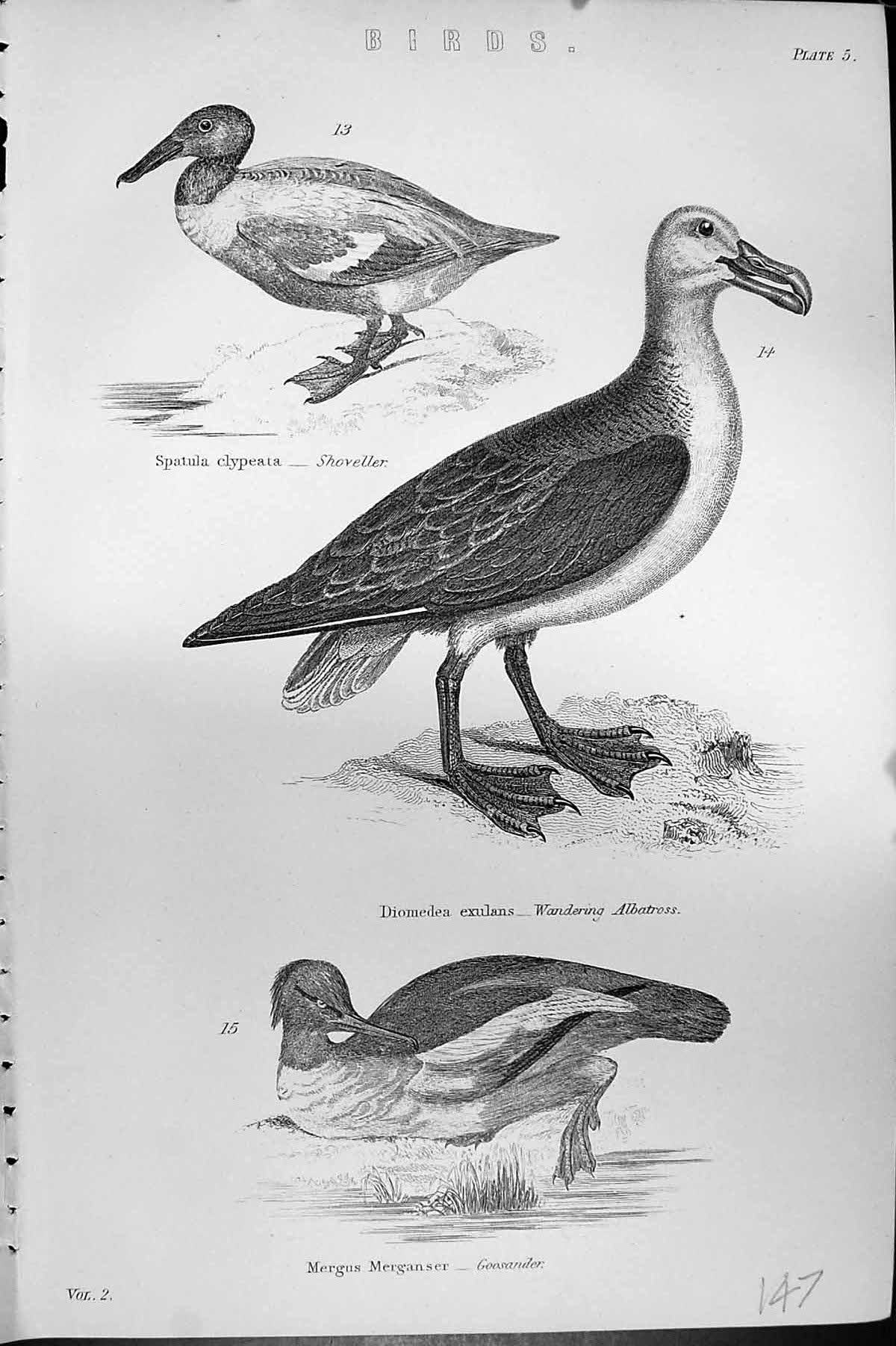 Old Birds Shoveller Wandering Albatross Goosander Mackenzie C1880 Sci Victorian
