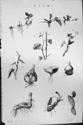 Old Antique Print Mackenzie C1880 Science Stem Plants Vegetables Nature 19th