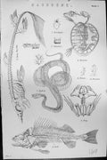 Old Mackenzie C1880 Science Backbone Tortoise Sandpiper Puthon Frog P Victorian