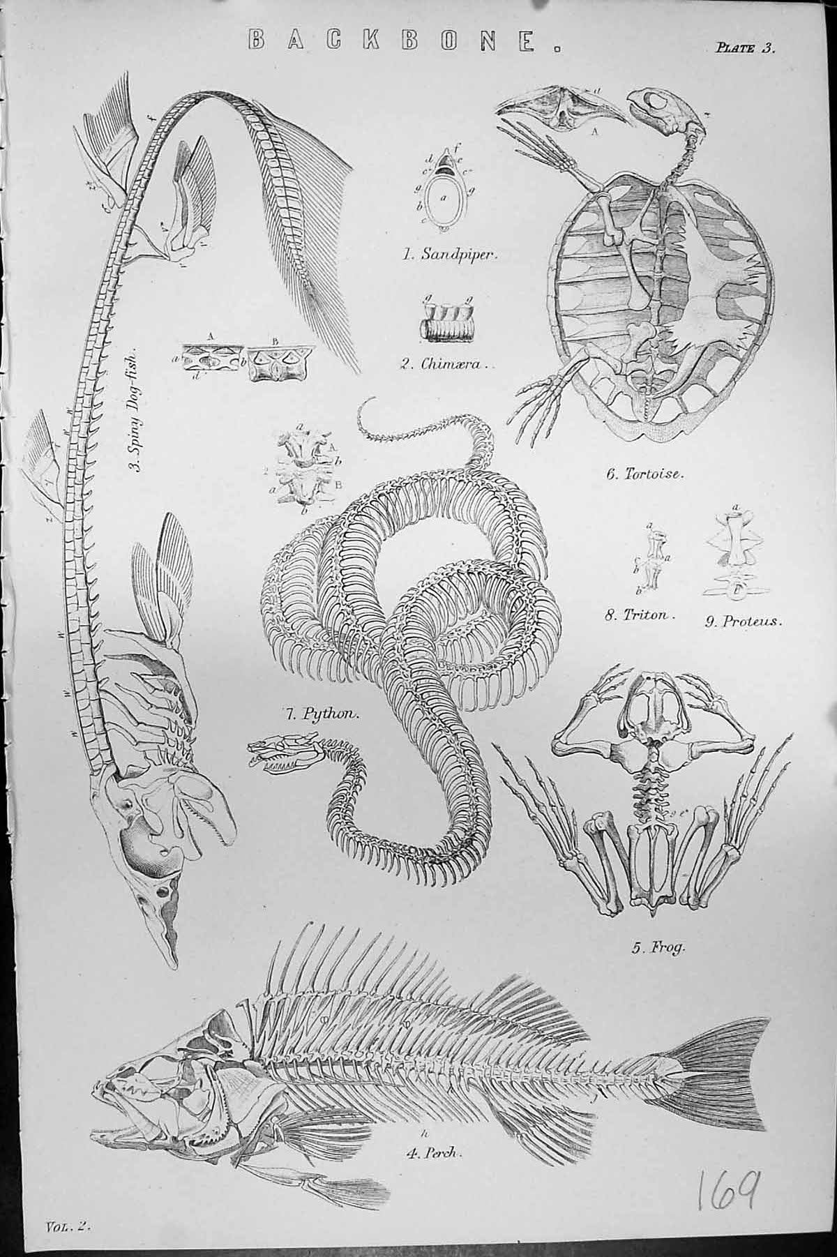 Old Mackenzie C1880 Science Backbone Tortoise Sandpiper Puthon Frog P Victorian