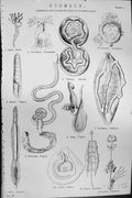 Old Mackenzie C1880 Science Stomach Alimentary Canals Animals Hydra O Victorian