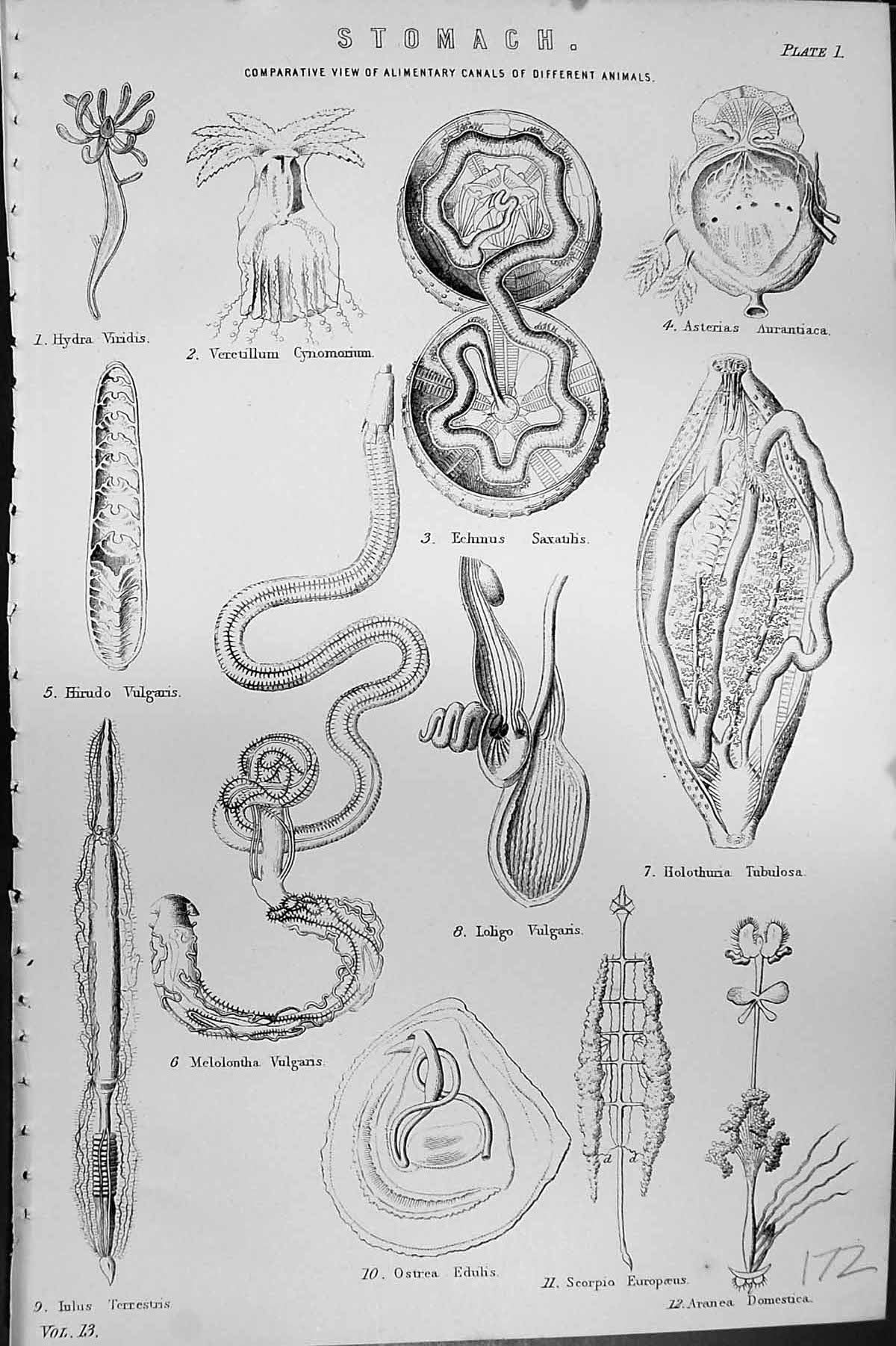 Old Mackenzie C1880 Science Stomach Alimentary Canals Animals Hydra O Victorian