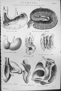 Old C1880 Science Stomach Alimentary Canals Pig Hare Calf Kangaroo Ba Victorian