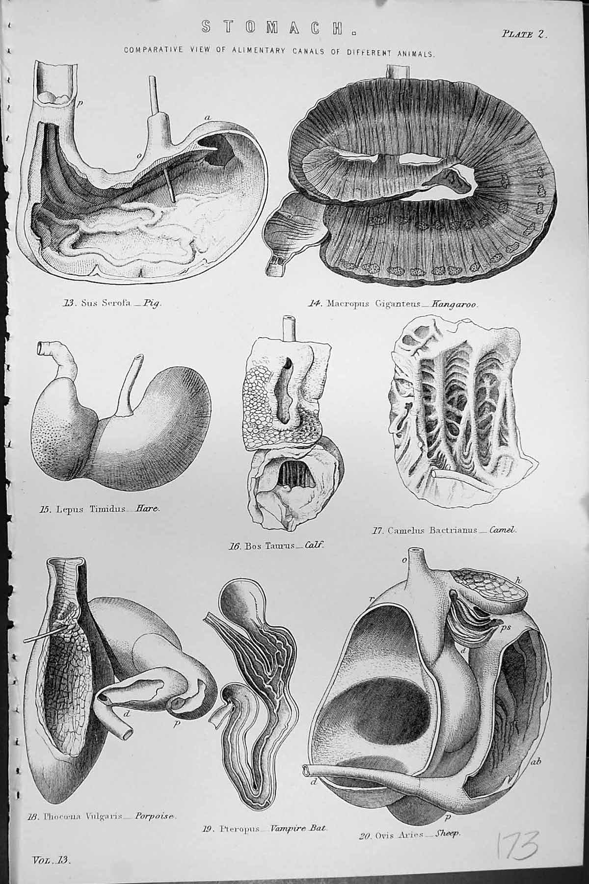 Old C1880 Science Stomach Alimentary Canals Pig Hare Calf Kangaroo Ba Victorian