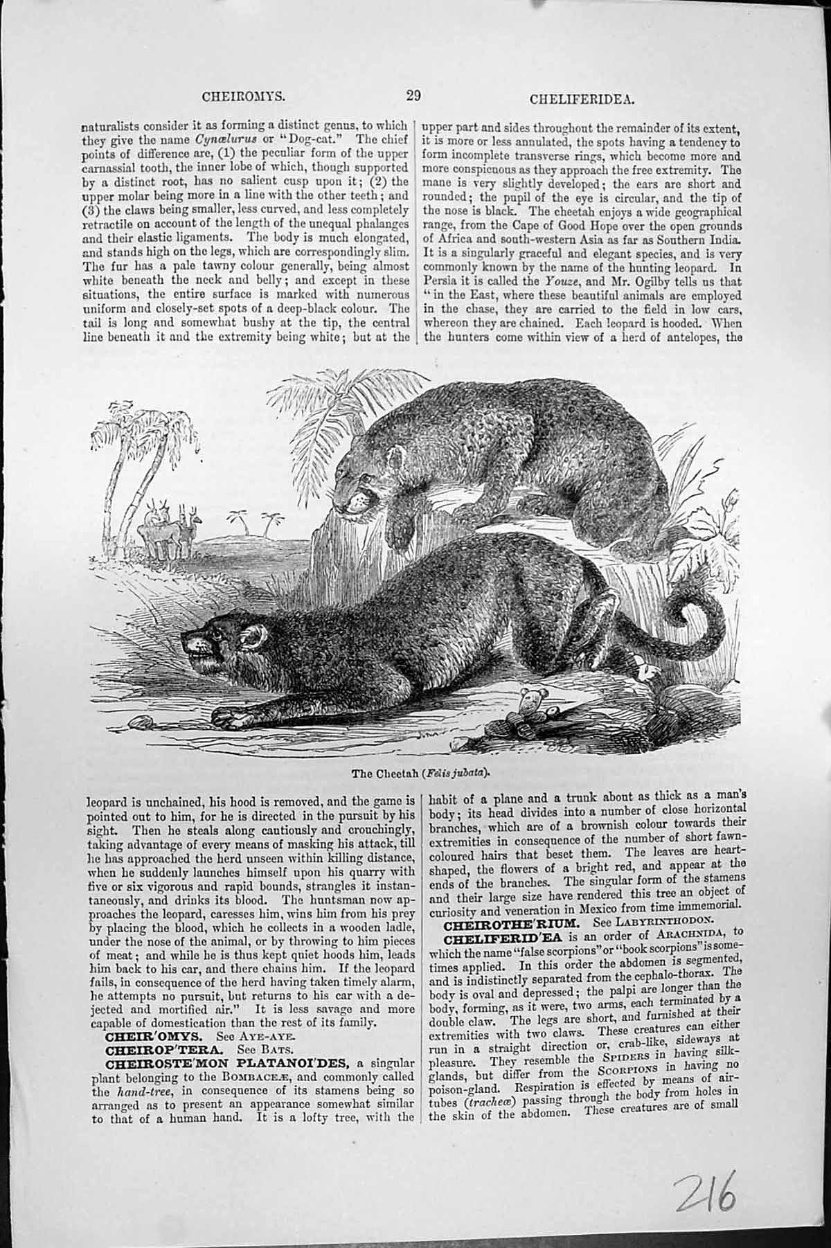 Original Old Antique Print Mackenzie C1880 Cheetah Felis Jubata Wild Cat 19th