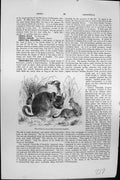 Original Old Antique Print Mackenzie C1880 Common Chinchilla Lanigera Animals