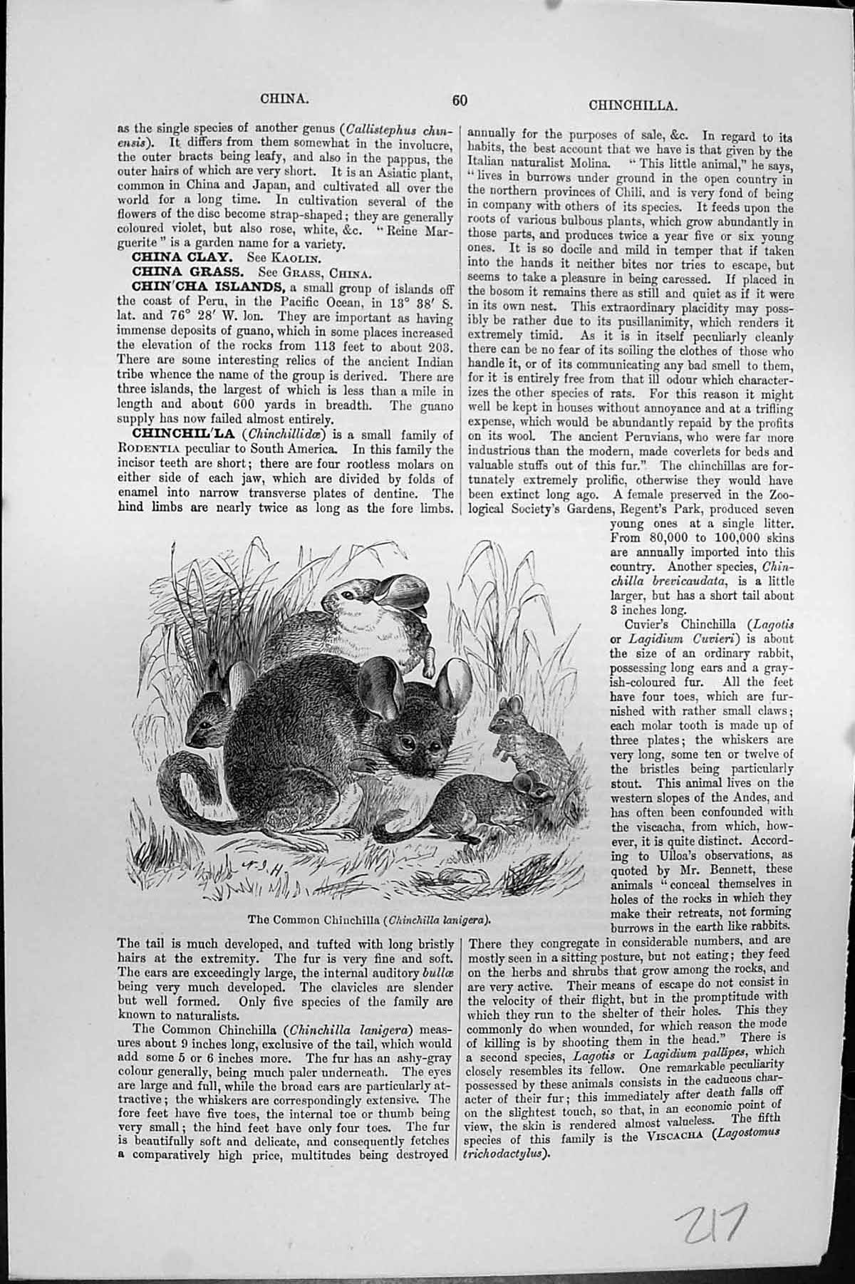 Original Old Antique Print Mackenzie C1880 Common Chinchilla Lanigera Animals