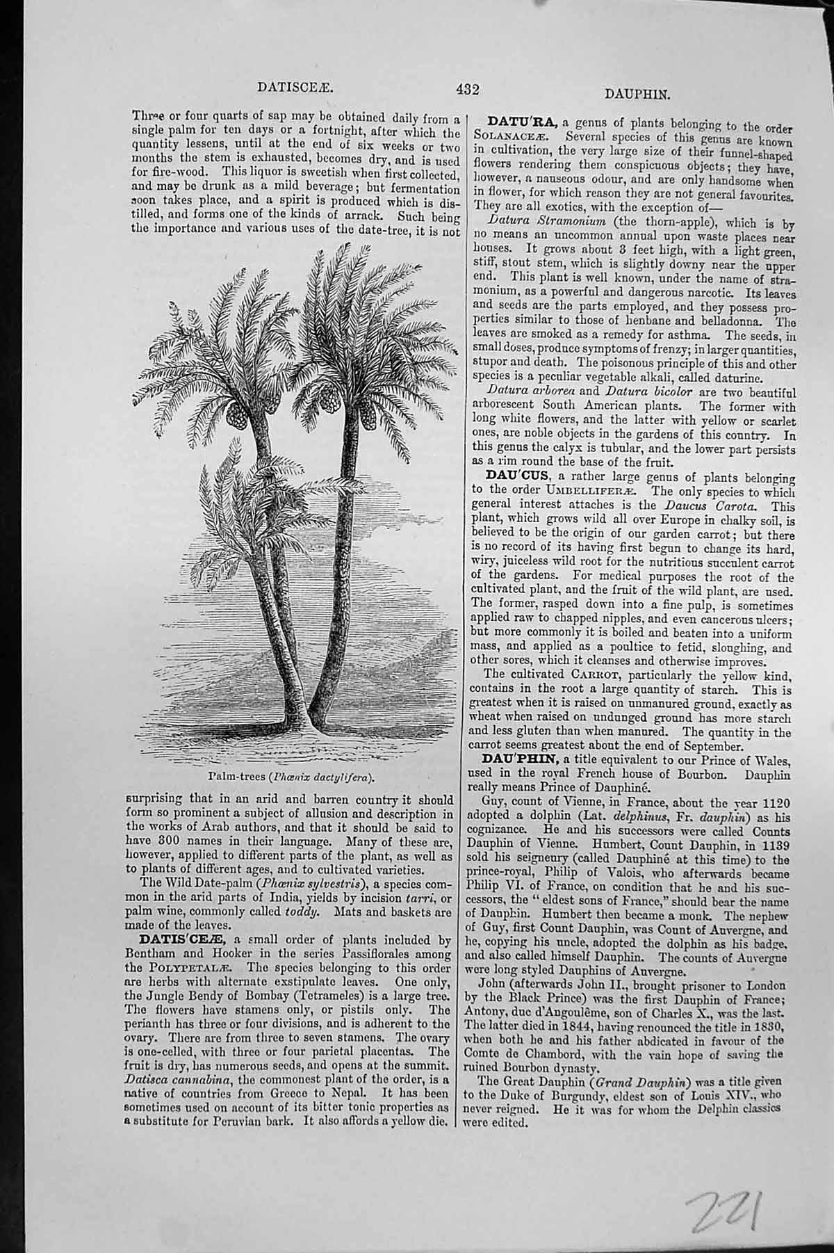 Original Old Antique Print Palm Trees Phoeniz Dactyliferamackenzie C1880 19th