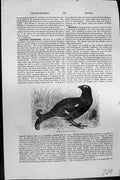 Original Old Antique Print Mackenzie C1880 Black-Cock Bird Tetrao Tetriz 19th