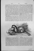 Original Old Antique Print Mackenzie C1880 Grison Galictis Vittata Animal 19th