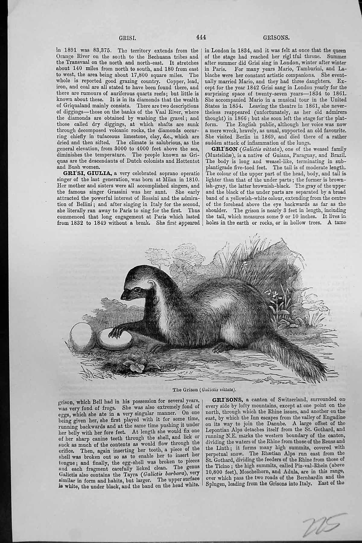 Original Old Antique Print Mackenzie C1880 Grison Galictis Vittata Animal 19th