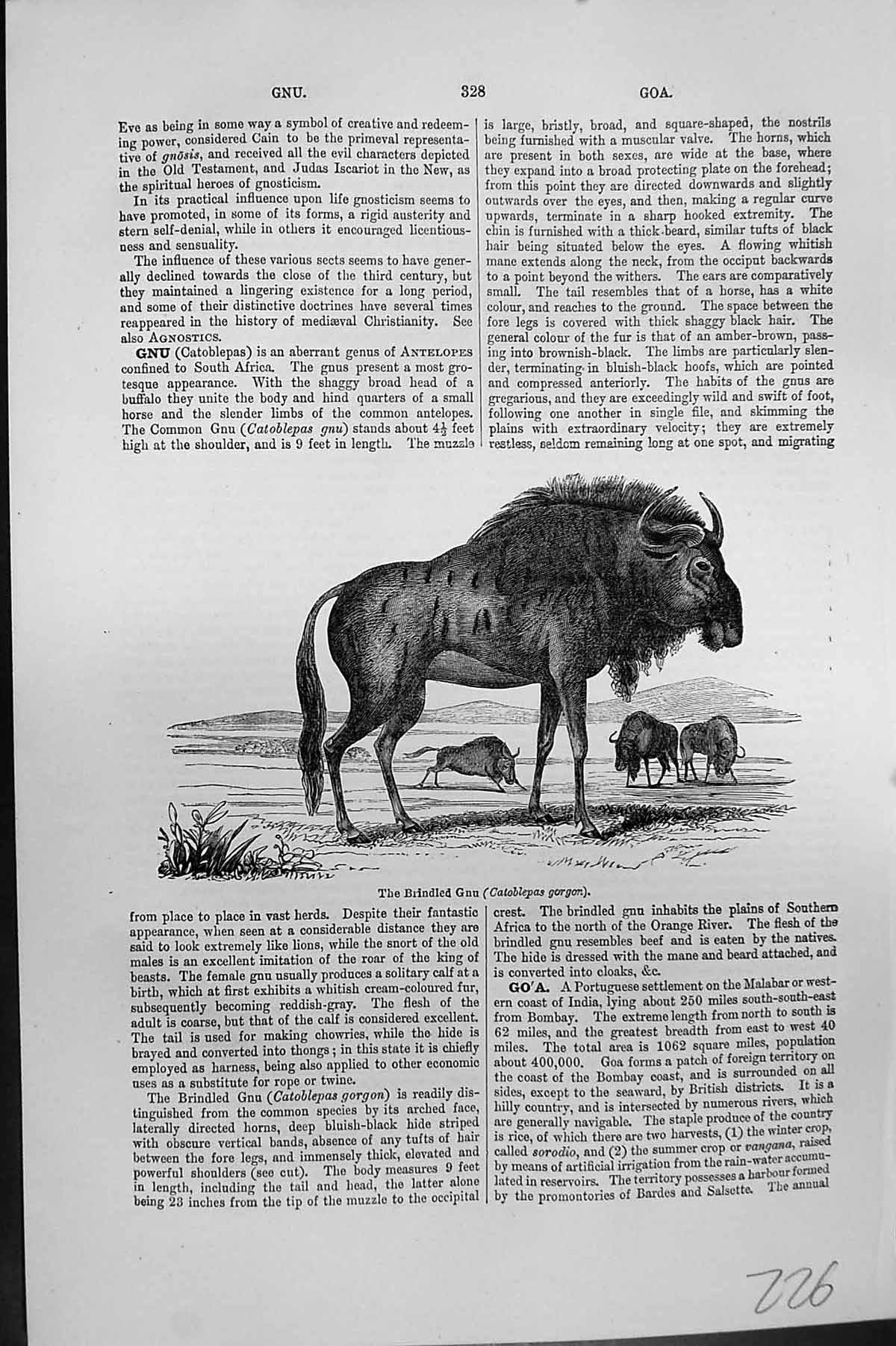 Original Old Antique Print Brindled Gnu Catablepas Gorgon Mackenzie C1880 19th