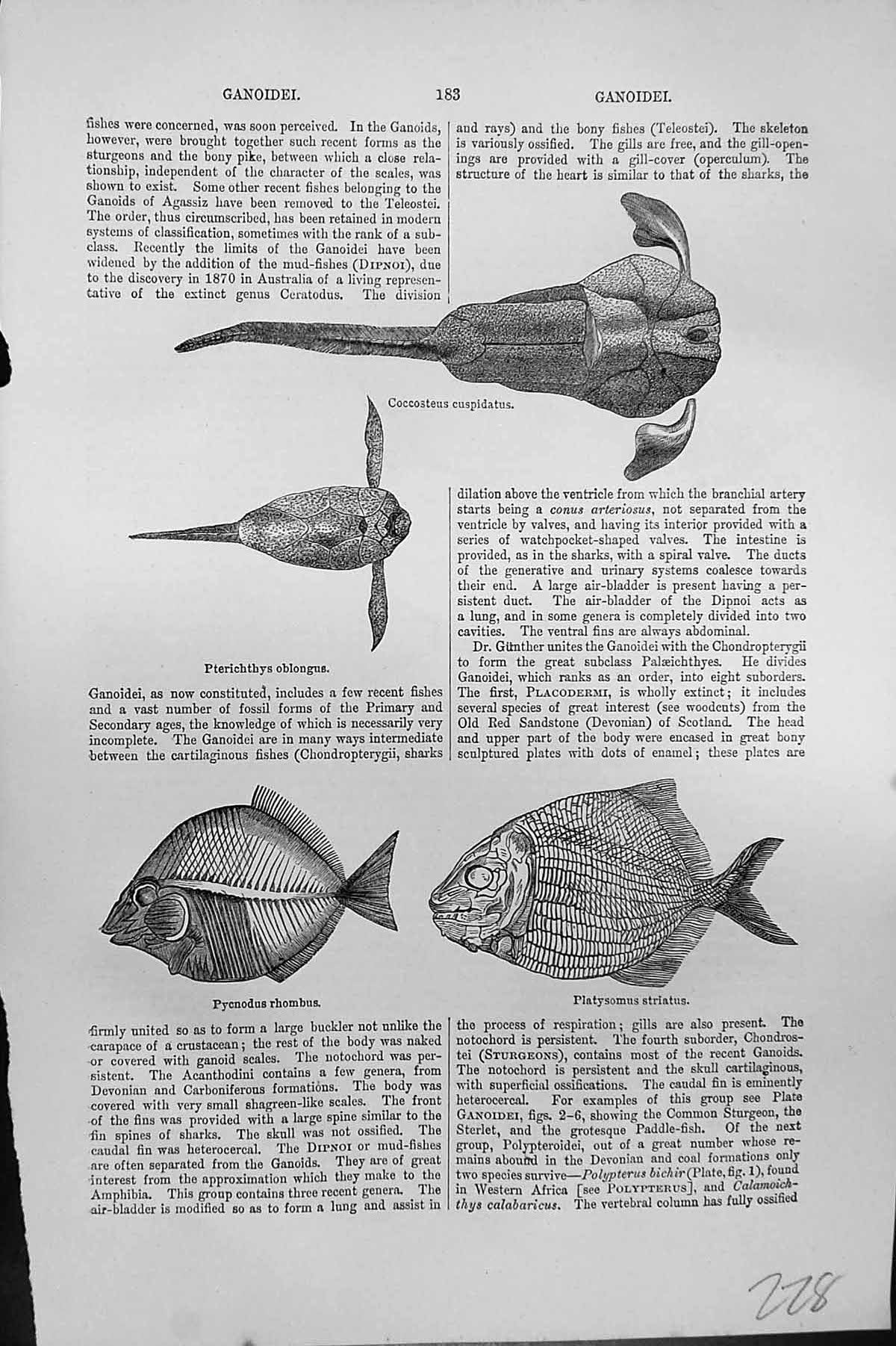 Old Coccosteus Cuspidatus Pterichthys Oblongus Rhombus Striatus Macke