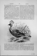 Old Antique Print Mackenzie C1880 Impeyan Pheasant Lophophorus Impeyanus 19th