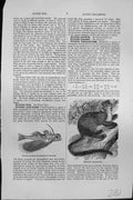 Old Print Mackenzie C1880 Flying Gurnard Petaurus Taguanoides Fox Animals 19th