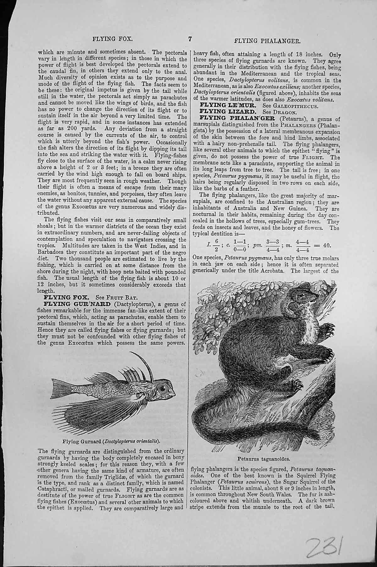 Old Print Mackenzie C1880 Flying Gurnard Petaurus Taguanoides Fox Animals 19th
