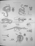 Old Reptiles Snake Scink Chameleon Lizard Alligator Crocodile Cobra C