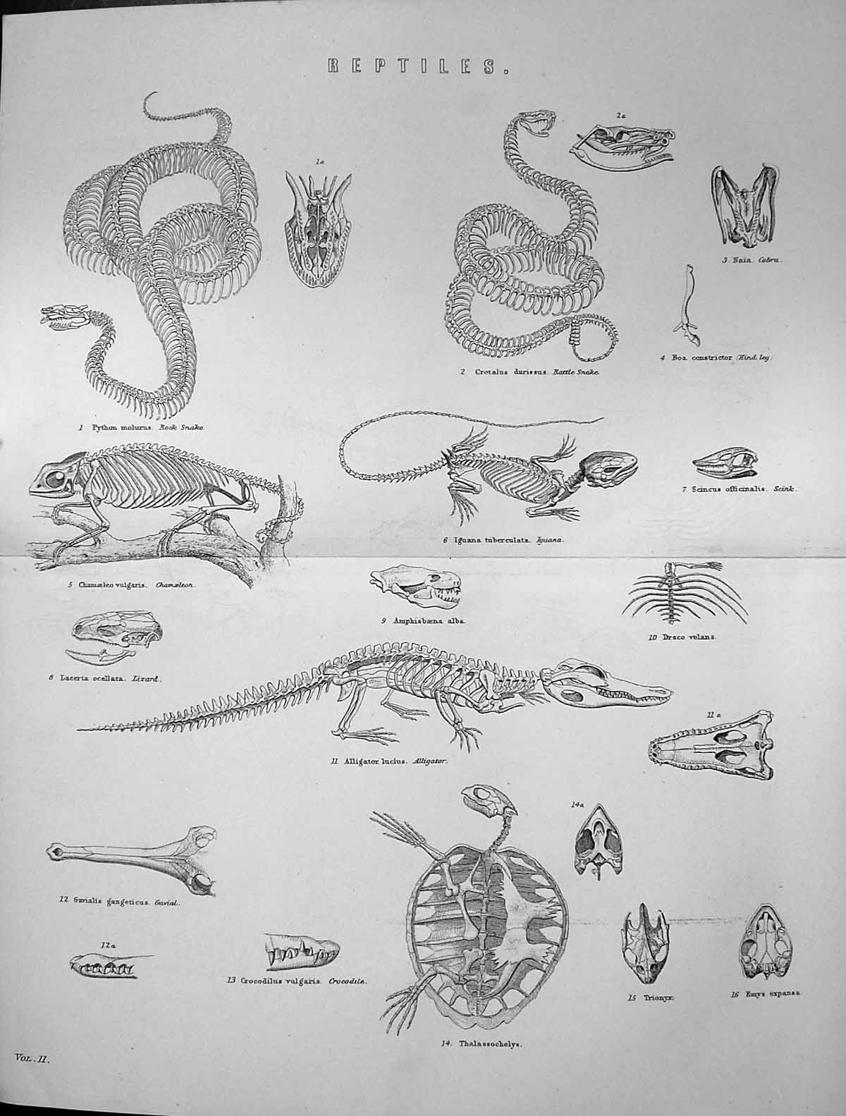 Old Reptiles Snake Scink Chameleon Lizard Alligator Crocodile Cobra C