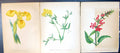 Original Old Antique Print Hedge Woundwort Meadow Vetchling Yellow Iris