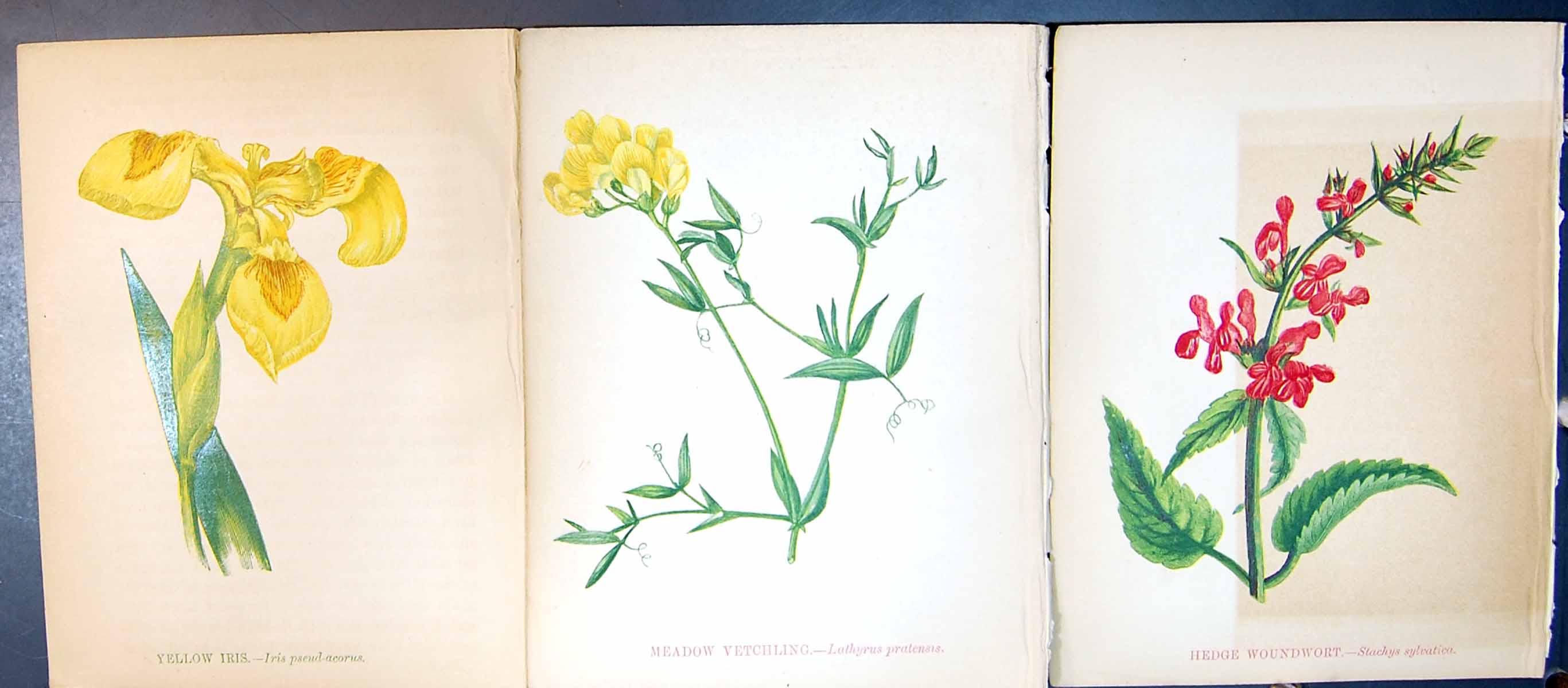 Original Old Antique Print Hedge Woundwort Meadow Vetchling Yellow Iris