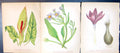 Original Old Antique Print Cuckoo Pint Michaelmas Daisy Meadow Saffron