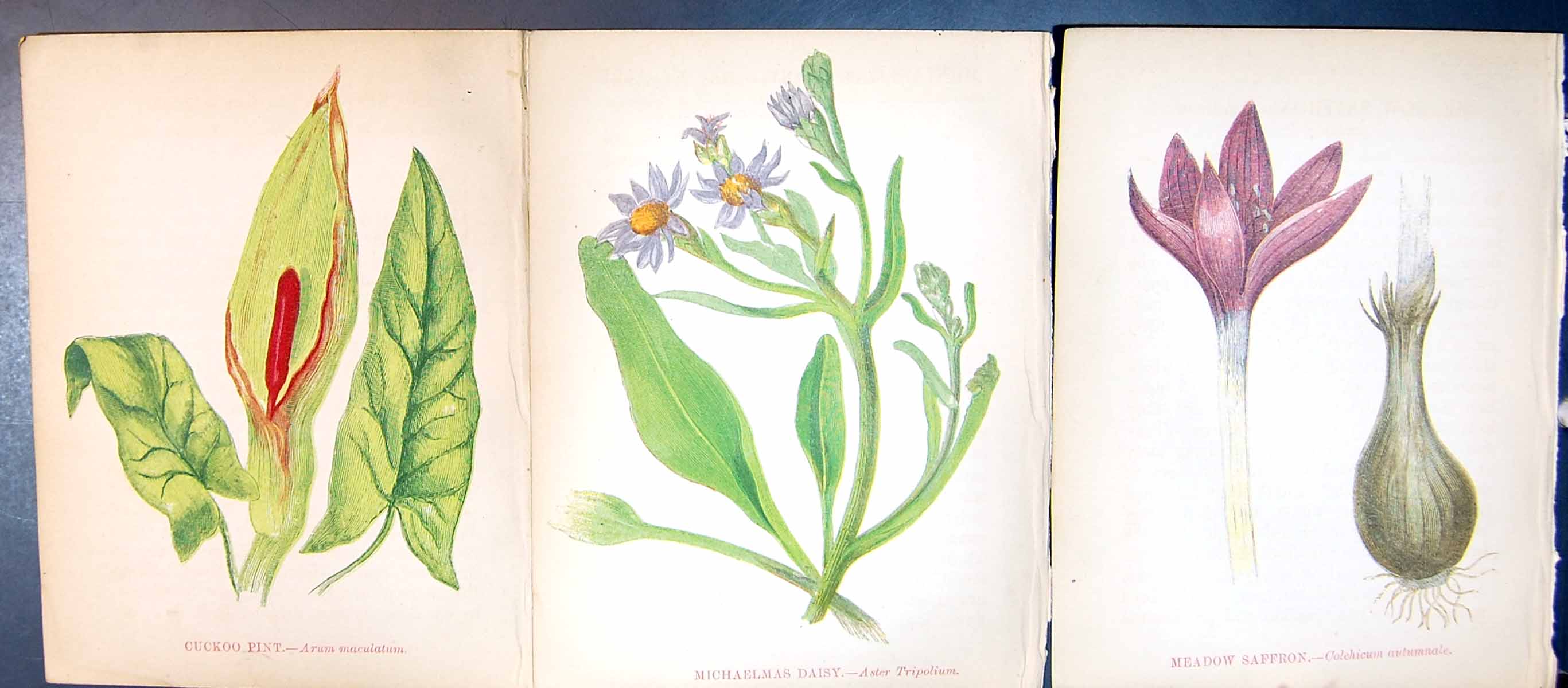 Original Old Antique Print Cuckoo Pint Michaelmas Daisy Meadow Saffron
