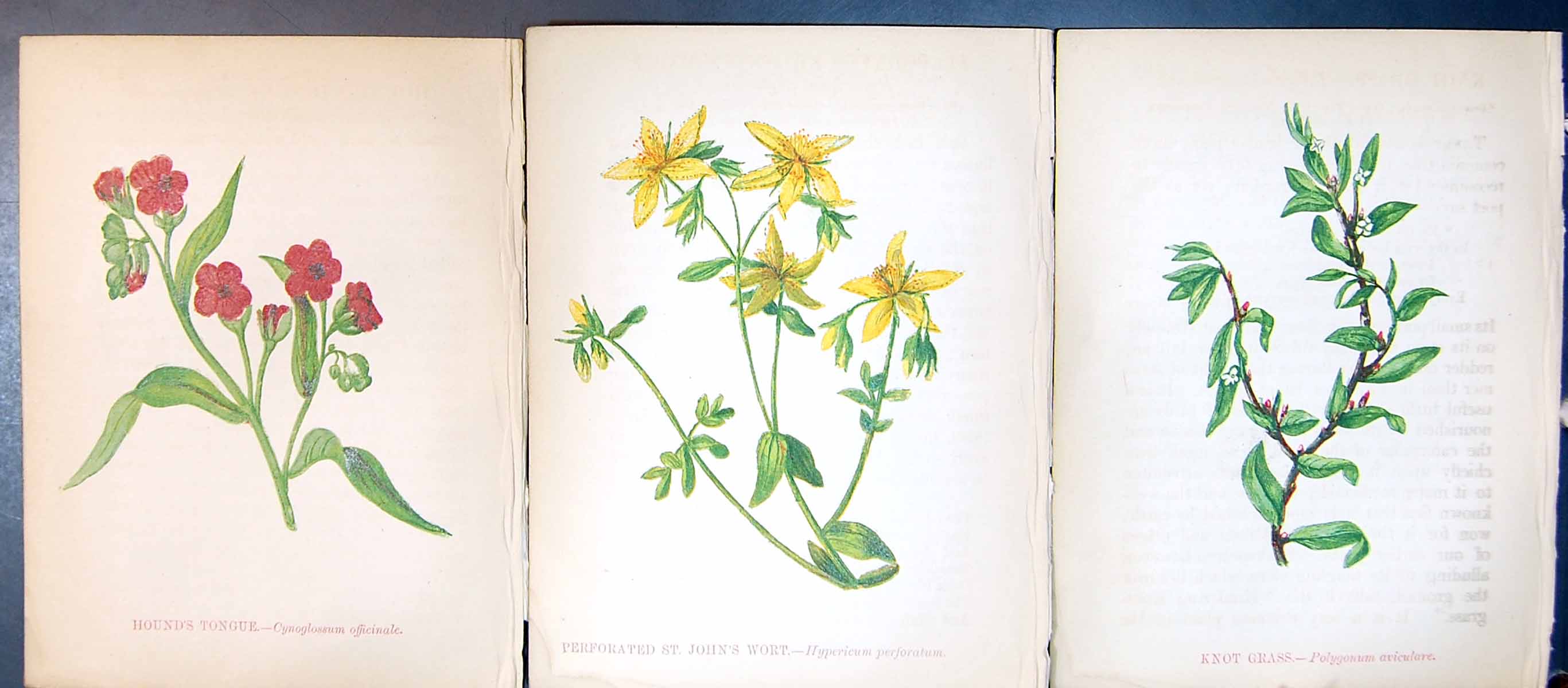 Original Old Antique Print Hound'S Tongue Perforated St John'S Wort Knot Grass