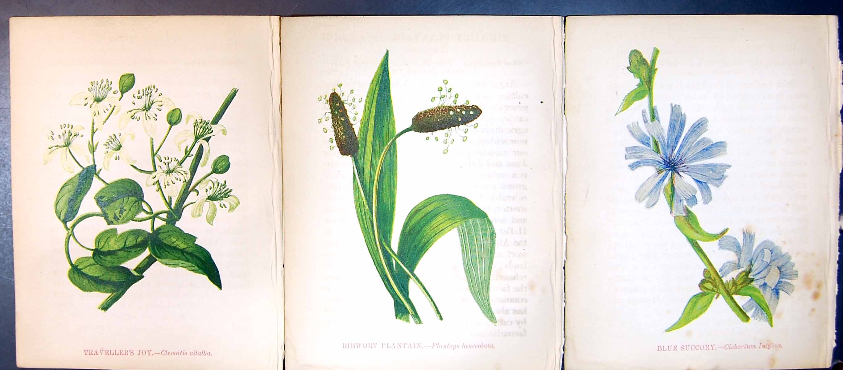 Original Old Antique Print Blue Succory Ribwort Plantain Traveller'S Joy