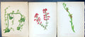 Original Old Antique Print Black Bryony Fine-Leaved Heath Fly Orchis
