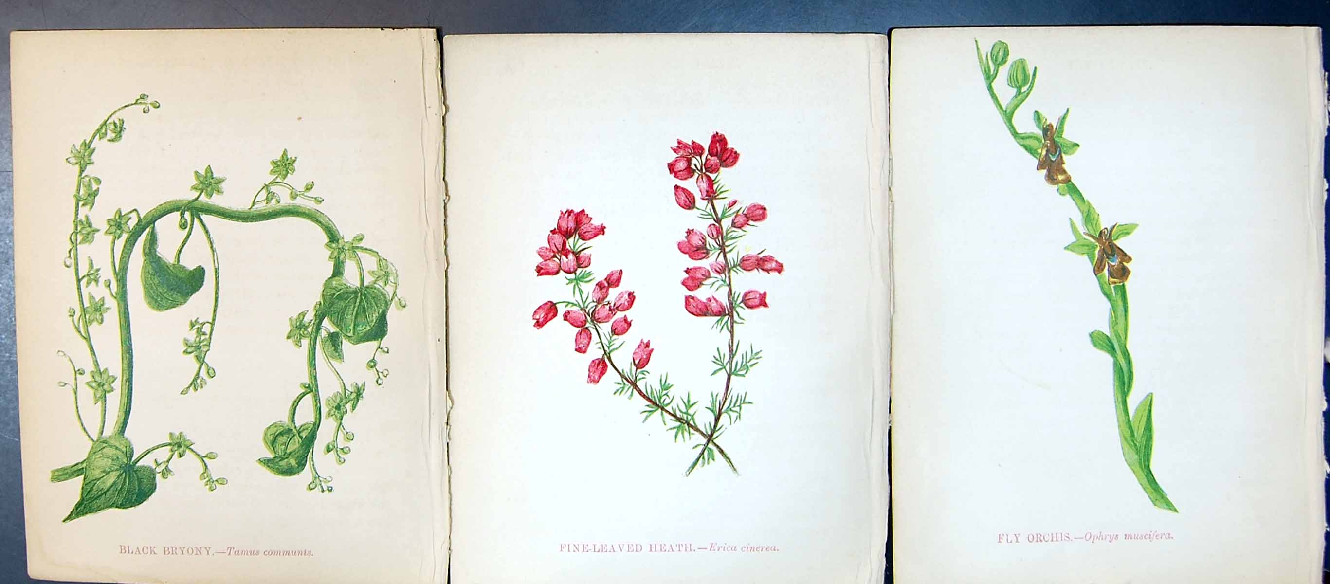 Original Old Antique Print Black Bryony Fine-Leaved Heath Fly Orchis